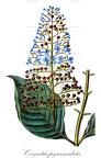 Cornutia pyramidata