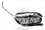 Akebia quinata