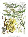 Decaisnea insignis