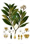 Laurus nobilis