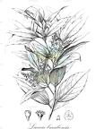 Licaria brasiliensis