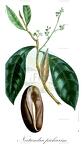 Nectandra pichurim