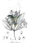 Aiouea laevis