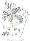 Alseodaphne semecarpifolia
