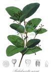 Beilschmiedia miersii