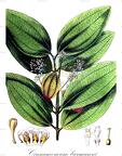 Cinnamomum burmanni