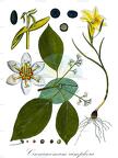 Cinnamomum camphora