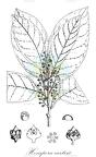 Hexapora curtisii