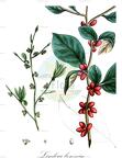 Lindera benzoin