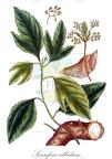 Sassafras albidum
