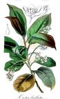 Ocotea bullata