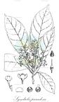 Syndiclis paradoxa