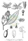 Nothaphoebe umbelliflora