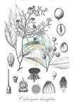 Oubanguia laurifolia