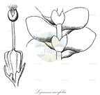 Lejeunea cavifolia