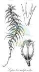 Lepicolea scolopendra