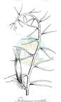 Telaranea coactilis