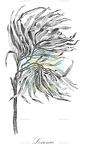 Lessonia