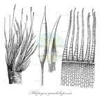 Pilopogon guadalupensis