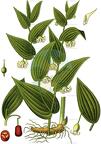 Streptopus amplexifolius