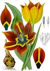 Tulipa gesneriana