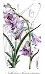 Notholirion thomsonianum