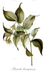 Prosartes lanuginosa