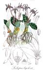 Scoliopus bigelovii
