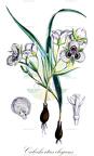 Calochortus elegans