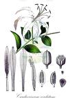 Cardiocrinum cordatum