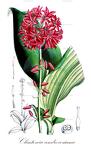 Clintonia andrewsiana