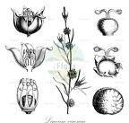 Limeum viscosum Historische Abbildung von Limeum viscosum - Limeaceae | Historical Illustration of Limeum viscosum -... Limeum viscosum