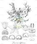 Limeum diffusum Historische Abbildung von Limeum diffusum - Limeaceae | Historical Illustration of Limeum diffusum -... Limeum diffusum