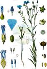 Linum usitatissimum