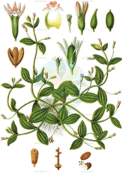 Lindernia procumbens