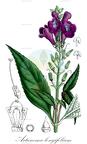 Artanema longifolium