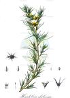 Huidobria chilensis
