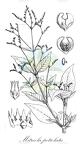 Mitreola petiolata