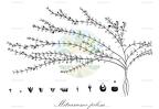 Mitrasacme pilosa