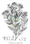 Bonyunia superba