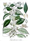 Gardneria ovata