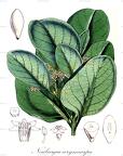 Neuburgia corynocarpa