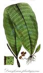 Dracoglossum plantagineum