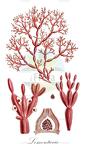 Lomentaria