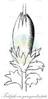 Trilophozia quinquedentata