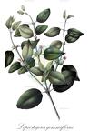 Lepeostegeres gemmiflorus