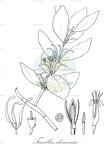 Taxillus chinensis