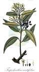 Tripodanthus acutifolius