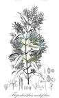 Tripodanthus acutifolius