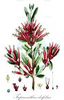 Tapinanthus oleifolius
